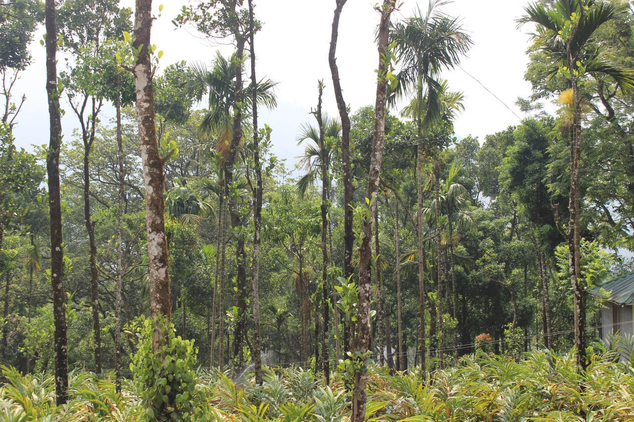 Tree Blanche Hotel Munnar Buitenkant foto